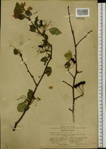 Malus baccata (L.) Borkh., Siberia, Baikal & Transbaikal region (S4) (Russia)