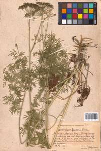 Cenolophium fischeri (Spreng.) W.D.J.Koch, Eastern Europe, Moscow region (E4a) (Russia)