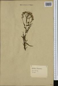 Achillea ptarmica L., Western Europe (EUR) (Germany)