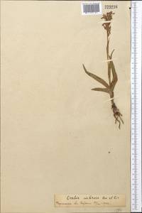 Dactylorhiza incarnata subsp. cilicica (Klinge) H.Sund., Middle Asia, Pamir & Pamiro-Alai (M2)