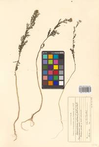 Descurainia sophia (L.) Webb ex Prantl, Siberia, Russian Far East (S6) (Russia)