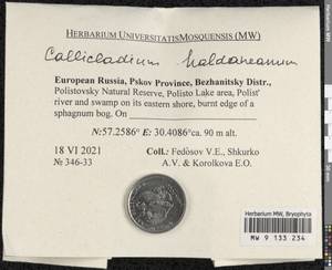 Callicladium haldaneanum (Grev.) H.A. Crum, Bryophytes, Bryophytes - Novgorod & Pskov Oblasts (B5) (Russia)