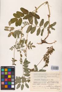 Astragalus frigidus (L.) A.Gray, Eastern Europe, Northern region (E1) (Russia)