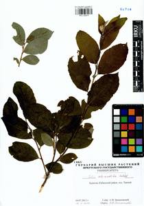 Salix abscondita Laksch., Siberia, Baikal & Transbaikal region (S4) (Russia)