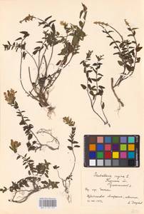 MHA 0 155 513, Scutellaria supina L., Eastern Europe, Central forest-and-steppe region (E6) (Russia)