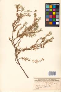 Juniperus communis L., Eastern Europe, Moscow region (E4a) (Russia)