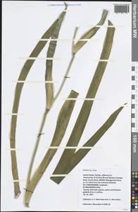 Iris, America (AMER) (United States)