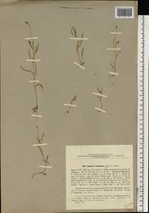 Litwinowia tenuissima (Pall.) Woronow ex Pavlov, Eastern Europe, Lower Volga region (E9) (Russia)