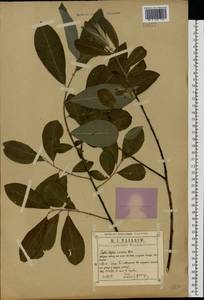 Salix caprea × cinerea, Eastern Europe, Central region (E4) (Russia)