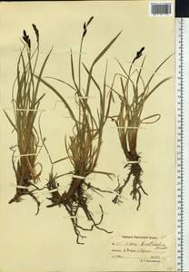 Carex soczavaeana Gorodkov, Siberia, Chukotka & Kamchatka (S7) (Russia)