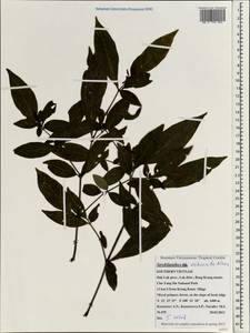 Strobilanthes echinata Wall. ex Nees, South Asia, South Asia (Asia outside ex-Soviet states and Mongolia) (ASIA) (Vietnam)