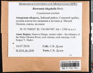 Bartramia ithyphylla Brid., Bryophytes, Bryophytes - Russian Far East (excl. Chukotka & Kamchatka) (B20) (Russia)