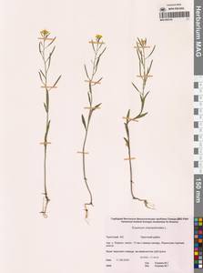 Erysimum cheiranthoides L., Siberia, Chukotka & Kamchatka (S7) (Russia)