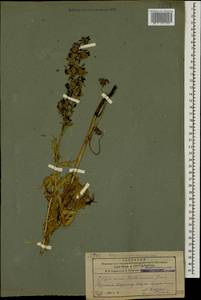 Delphinium buschianum Grossh., Caucasus, Armenia (K5) (Armenia)