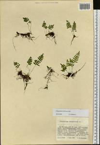 Polypodium sibiricum Sipliv., Siberia, Russian Far East (S6) (Russia)