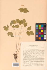 Thalictrum filamentosum Maxim., Siberia, Russian Far East (S6) (Russia)