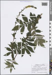 Agrimonia eupatoria L., Eastern Europe, Central region (E4) (Russia)