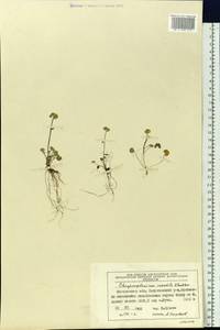 Chrysosplenium wrightii subsp. saxatile (Khokhr.) V.N. Voroshilov, Siberia, Chukotka & Kamchatka (S7) (Russia)