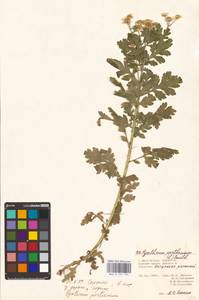 Tanacetum parthenium (L.) Sch. Bip., Eastern Europe, Lower Volga region (E9) (Russia)