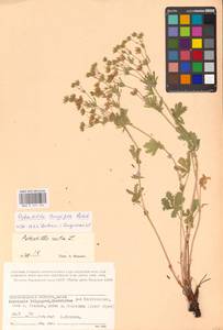 Potentilla longipes Ledeb., Eastern Europe, Lower Volga region (E9) (Russia)