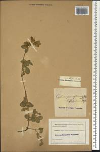 Argyrolobium biebersteinii P.W.Ball, Caucasus (no precise locality) (K0)