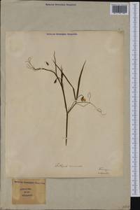 Lathyrus annuus L., Western Europe (EUR) (Italy)