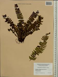 Polystichum lonchitis (L.) Roth, Eastern Europe, West Ukrainian region (E13) (Ukraine)