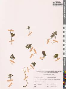 Corydalis gorodkovii Karav., Siberia, Chukotka & Kamchatka (S7) (Russia)