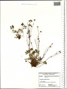 Potentilla rubella T. J. Sørensen, Siberia, Central Siberia (S3) (Russia)