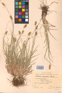 Carex spicata subsp. spicata, Eastern Europe, Moscow region (E4a) (Russia)