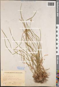 Carex pallescens L., Eastern Europe, Moscow region (E4a) (Russia)