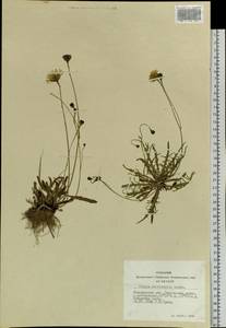 Crepis multicaulis Ledeb., Siberia, Altai & Sayany Mountains (S2) (Russia)