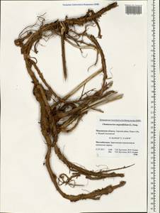 Chamaenerion angustifolium, Eastern Europe, Northern region (E1) (Russia)