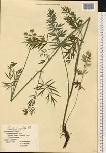 Dichoropetalum carvifolia (Vill.) Pimenov & Kljuykov, Eastern Europe, Central forest-and-steppe region (E6) (Russia)
