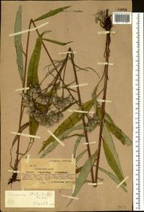 Saussurea stubendorffii Herder, Siberia, Yakutia (S5) (Russia)
