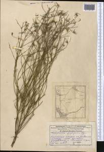 Chondrilla brevirostris Fisch. & C. A. Mey., Middle Asia, Caspian Ustyurt & Northern Aralia (M8) (Kazakhstan)