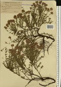 Thymus pallasianus Heinr.Braun, Eastern Europe, Lower Volga region (E9) (Russia)