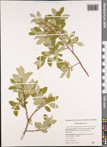 Salix bebbiana Sarg., Siberia, Russian Far East (S6) (Russia)