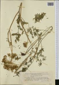 Katapsuxis silaifolia (Jacq.) Reduron, Charpin & Pimenov, Western Europe (EUR) (Romania)