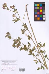 Medicago sativa L., Eastern Europe, North-Western region (E2) (Russia)