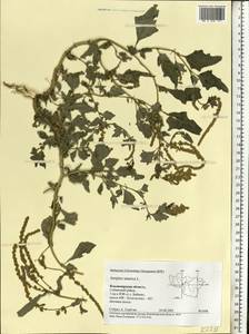 Atriplex tatarica L., Eastern Europe, Central region (E4) (Russia)