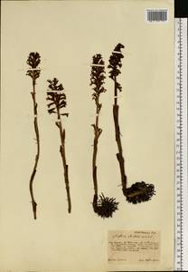 Neottia nidus-avis (L.) Rich., Eastern Europe, Central forest-and-steppe region (E6) (Russia)