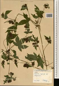 Humulus scandens (Lour.) Merr., South Asia, South Asia (Asia outside ex-Soviet states and Mongolia) (ASIA) (North Korea)