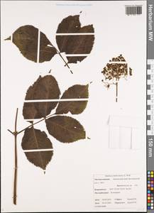 Sambucus racemosa subsp. kamtschatica (E. Wolf) Hultén, Siberia, Chukotka & Kamchatka (S7) (Russia)