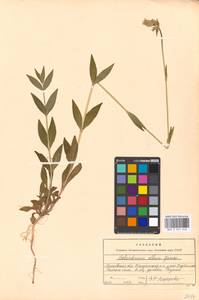 Silene latifolia subsp. alba (Miller) Greuter & Burdet, Eastern Europe, Moscow region (E4a) (Russia)