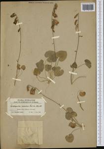 Campanula samothracica subsp. sporadum (Halácsy) Greuter & Burdet, Western Europe (EUR) (Austria)
