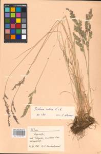 Festuca rubra L., Eastern Europe, West Ukrainian region (E13) (Ukraine)