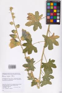 Alcea rugosa Alef., Eastern Europe, Rostov Oblast (E12a) (Russia)