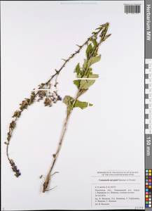 Campanula × spryginii Saksonov, Tzvelev & Bot.Zhurn., Eastern Europe, Middle Volga region (E8) (Russia)