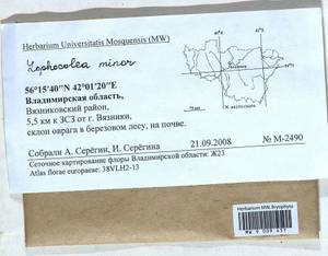 Lophocolea minor Nees, Bryophytes, Bryophytes - Middle Russia (B6) (Russia)